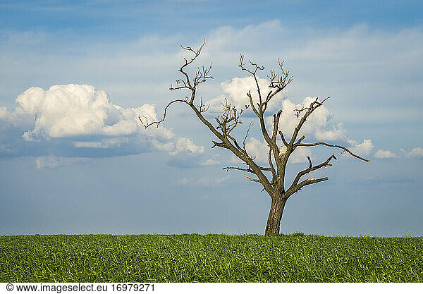 Scenic view of solitary tree amongst fields near Kyjov  Hodonin District  South Moravian Region  Moravia  Czech Republic