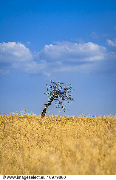 Scenic view of solitary tree in field near Kyjov  Hodonin District  South Moravian Region  Moravia  Czech Republic