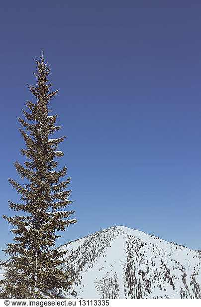 Scenic view of tree and snowcapped mountain against clear sky
