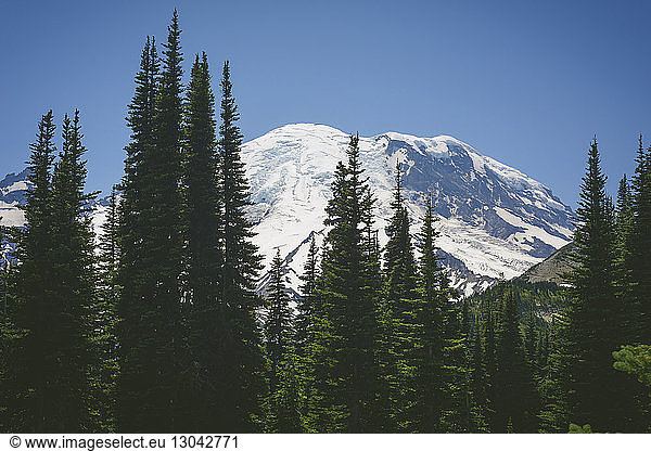 Scenic view of trees growing against snowcapped mountains at Mount Rainer National Park