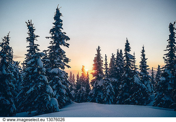 Scenic view of trees growing on snow capped mountain during sunset