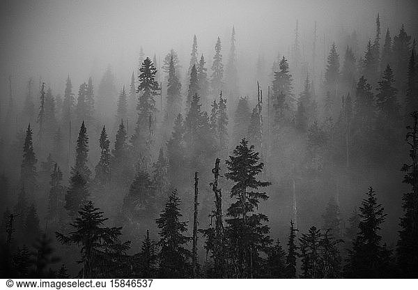 Scenic views of the temperate rainforest with mist and low cloud