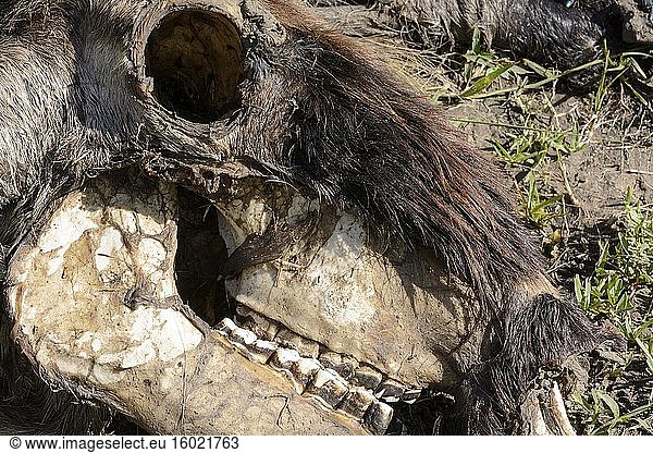 Schädel eines Streifengnus  Weißbartgnus oder Bürzelgnus (Connochaetes taurinus). Ngorongoro-Schutzgebiet (NCA). Tansania.