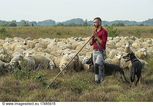 Schäfer mit Schafherde im Neustädter Moor  Beweidung  Naturschutz  Wagenfeld  Niedersachsen  Deutschland  Europa