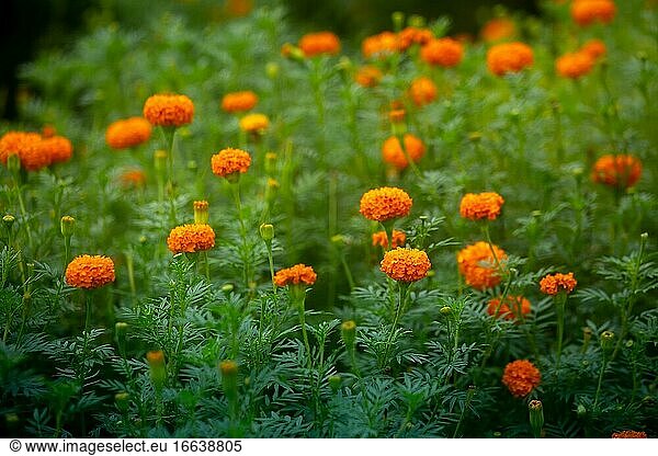 Schöne blühende orange Ringelblume Blumen im Garten. Orange Grüne Blumen Hintergrund.