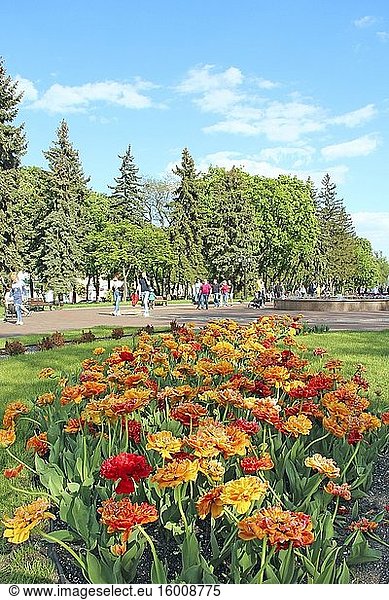 Schöne Frottee-Tulpen und Blick auf Stadtpanorama. Blühende Blumen in der Stadt. Menschen haben einen Spaziergang in der Stadt im Frühling. Schönes Panorama mit blühenden Tulpen. Mehrfarbige Frottee-Tulpen.