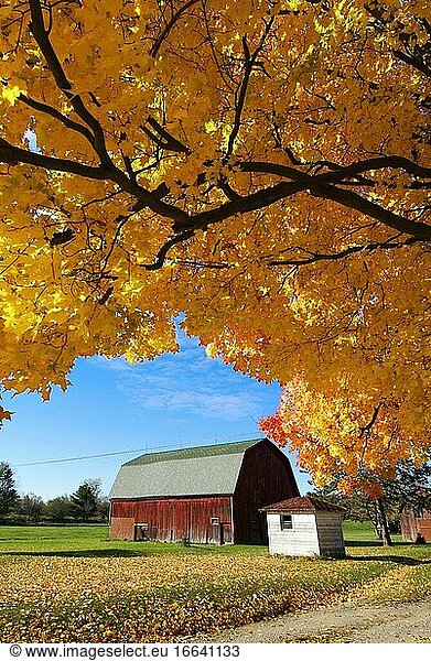 Schöne Herbst Farbe Laub in voller Herbst Schönheit mit einem ländlichen Land rote Scheune.