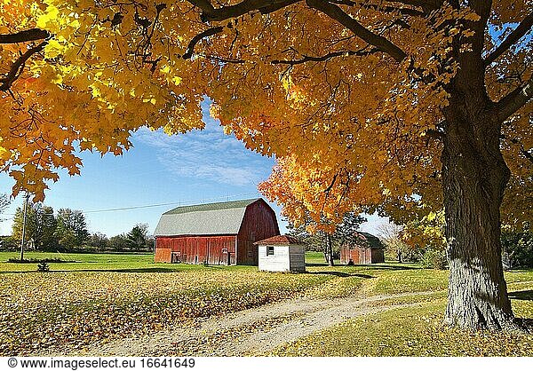 Schöne Herbst Farbe Laub in voller Herbst Schönheit mit einem ländlichen Land rote Scheune.