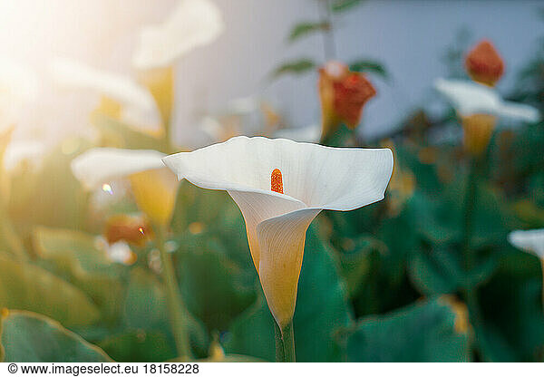 schöne Lilie Calla im Garten im Frühling