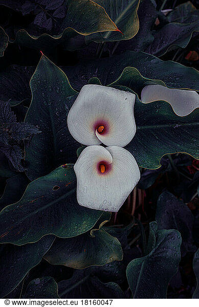 schöne Lilie Calla im Garten im Frühling