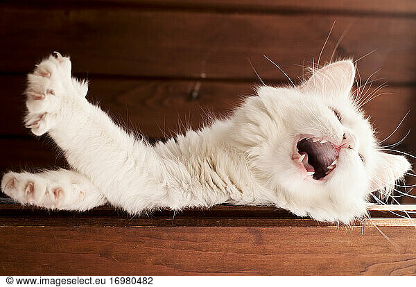 Schöne lustige weiße Katze gähnt
