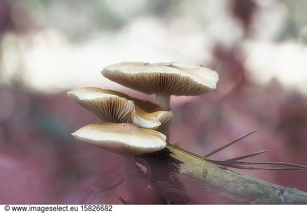 Schöne Pilze im Herbstwald.