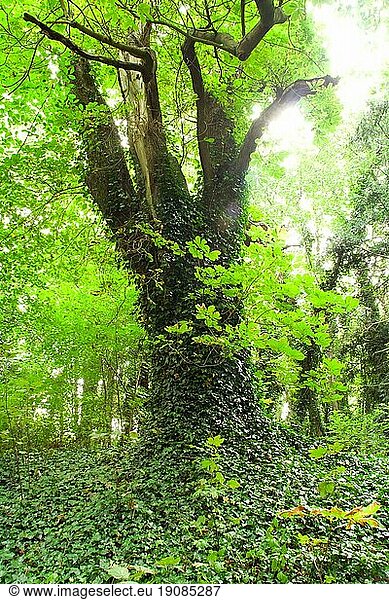 Schöne Szenerie mitten im Wald  ein alter Baum mit Efeu bewachsen und in helles Licht getaucht