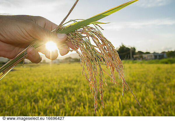schöner Sonnenuntergang in einem Reisfeld  Hand hält Reisähren oder Pflanze Nahaufnahme in einem Reisfeld mit Sonne Flare und unscharfen Hintergrund