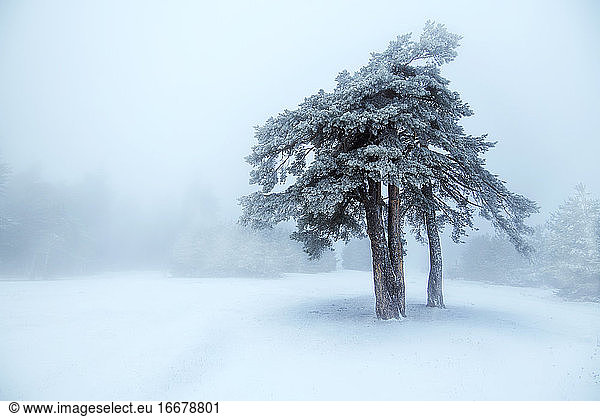 Schöner Winterbaum im Nebel.