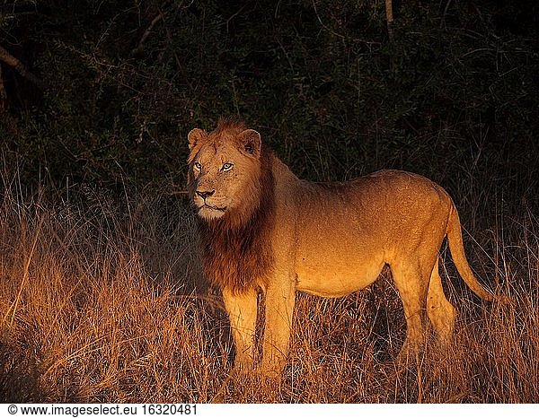 Schönes frühmorgendliches Licht  das auf einen Löwen (Panthera leo) scheint. Südafrika.