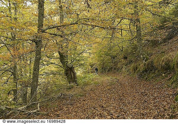 Schablone Mischwald mit Buchen  Eichen und Ebereschen im Herbst  Prioro  Regionalpark Picos de Europa  Provinz León  Region Kastilien und León  Spanien