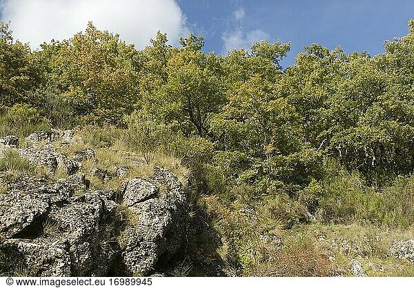 Schablonenmischwald mit Buchen und Eichen im Herbst  Prioro  Regionalpark Picos de Europa  Provinz León  Region Kastilien-León  Spanien