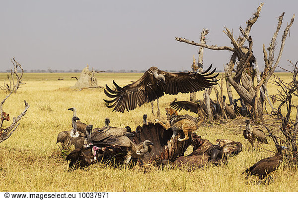 Schabrackenschakal (Canis mesomelas)  zwei Kappengeier (Necrosyrtes monachus) und Weißrückengeier (Gyps africanus) am Kadaver eines Kaffernbüffels (Syncerus caffer caffer)  Savuti  Chobe-Nationalpark   Botswana  Afrika
