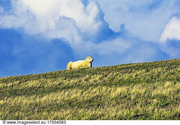 Schaf im Feld liegend