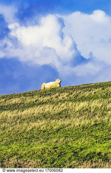 Schaf im Feld liegend