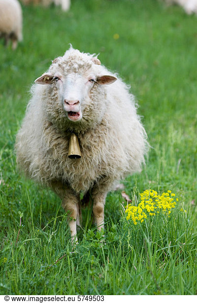 Schaf mit Glocke Rundhals