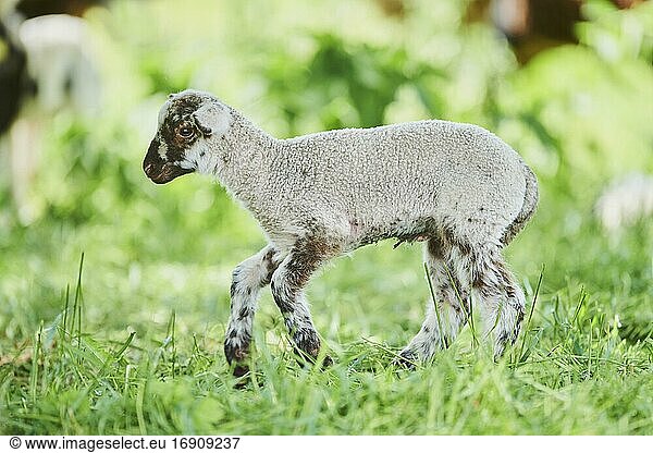 Schaf (Ovis aries)  Lamm läuft in Wiese  Bayern  Deutschland  Europa