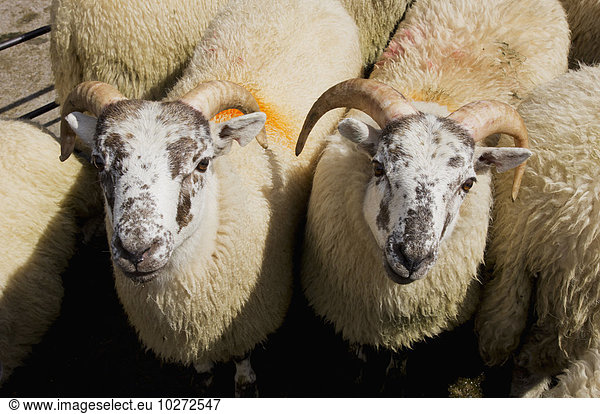 Schaf Ovis aries Markierung Builth Wells Markt Powys Wolle