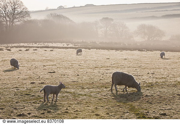 Schaf  Ovis aries  Nebel  Feld  Kälte  grasen