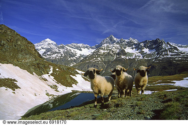 Schaf  Ovis aries  Schweiz  Zermatt