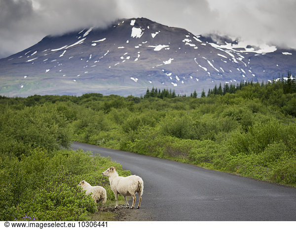 Schafe am Straßenrand und Blick auf die schneebedeckten Berge.