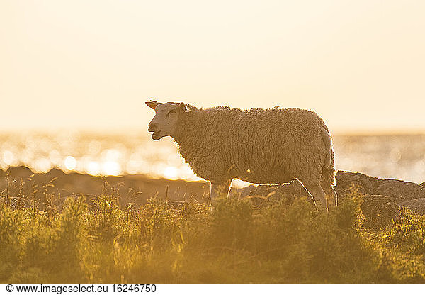 Schafe an der Küste