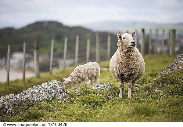 Schafe auf dem Feld gegen den Himmel