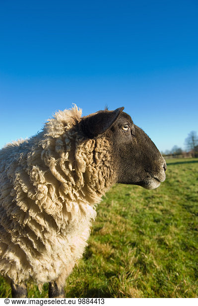 Schafe auf dem Land