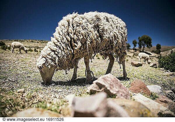 Schafe auf der Isla del Sol (Sonneninsel)  Titicacasee  Bolivien