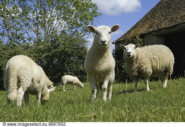 Schafe auf der Weide im Paddock.
