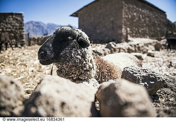 Schafe auf einer Farm in Cabanaconde  Colca Canyon  Peru