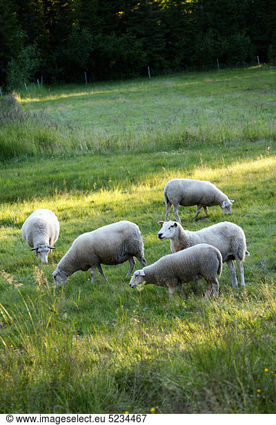 Schafe auf Rasenfläche