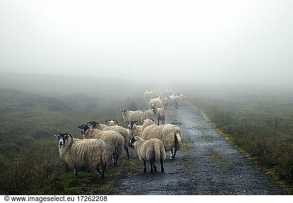 Schafe auf Straße  einspurig  Single Track Road  Pfützen  Regen  Ramasaig  Isle of Skye  Skye  Innere Hebriden  Hebriden  Highlands  Hochland  Schottland  Großbritannien  Europa