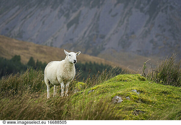 Schafe bei Pflanzen auf einem Feld  Isle of Skye  Schottland  UK