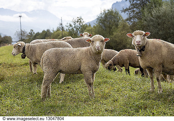 Schafe grasen auf Grasfeld gegen den Himmel