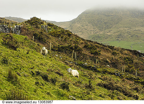 Schafe grasen im Winter auf einem Grashügel