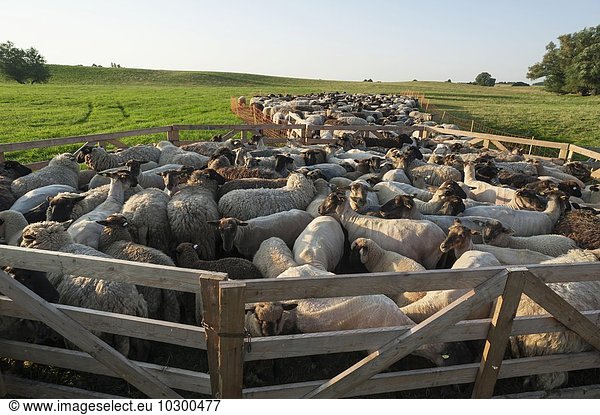 Schafe im Pferch auf der Weide  teilweise geschoren  Mecklenburg-Vorpommern  Deutschland  Europa