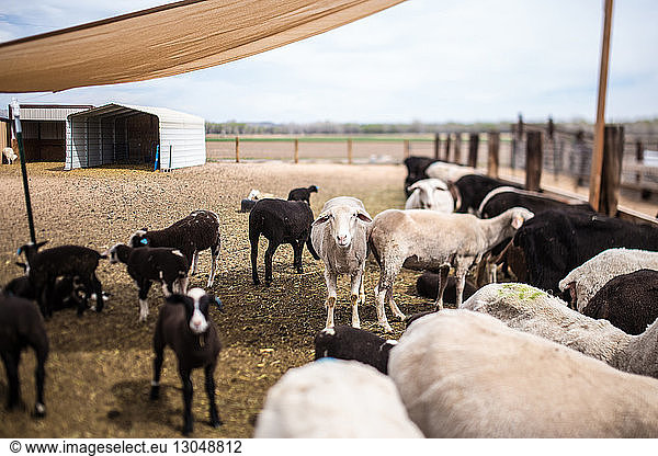 Schafe im Stall auf dem Bauernhof