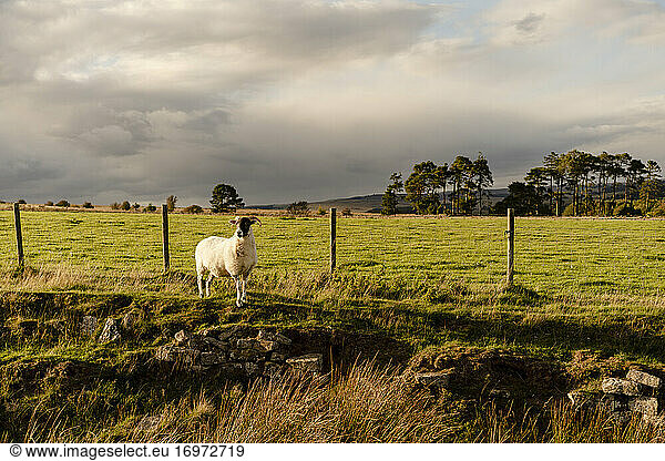 Schafe in der englischen Landschaft bei Sonnenuntergang