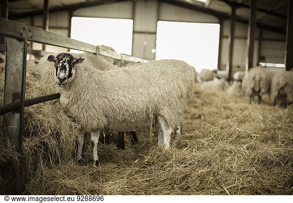 Schafe in einem Stall während der Lammzeit.