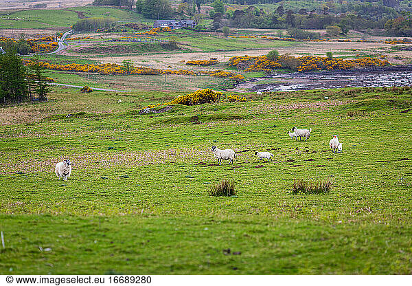 Schafe in einem zerklüfteten Küstenfeld