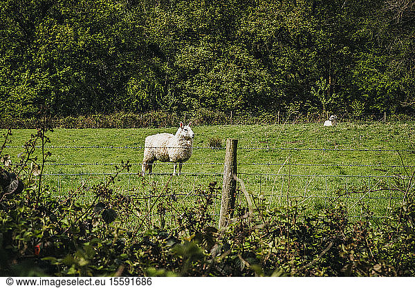 Schafe (Ovis aries) in der englischen Landschaft; Leek  Staffordshire  England
