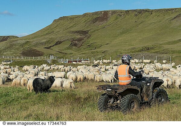 Schafe (Ovis aries) Mann auf Quad beim Schafabtrieb oder Réttir Kirkjubæjarklaustur Skaftárhreppur Suðurland Island Europa
