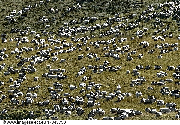 Schafe (Ovis aries)  Schafabtrieb oder Réttir  Kirkjubæjarklaustur  Skaftárhreppur  Suðurland  Island  Europa